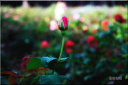 1995ؽ